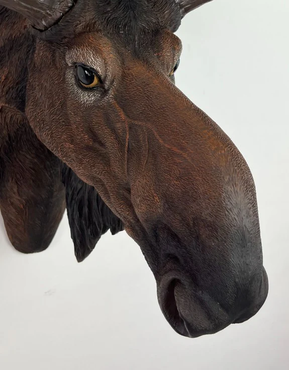Moose Wall Head - Back In Stock - Image 5