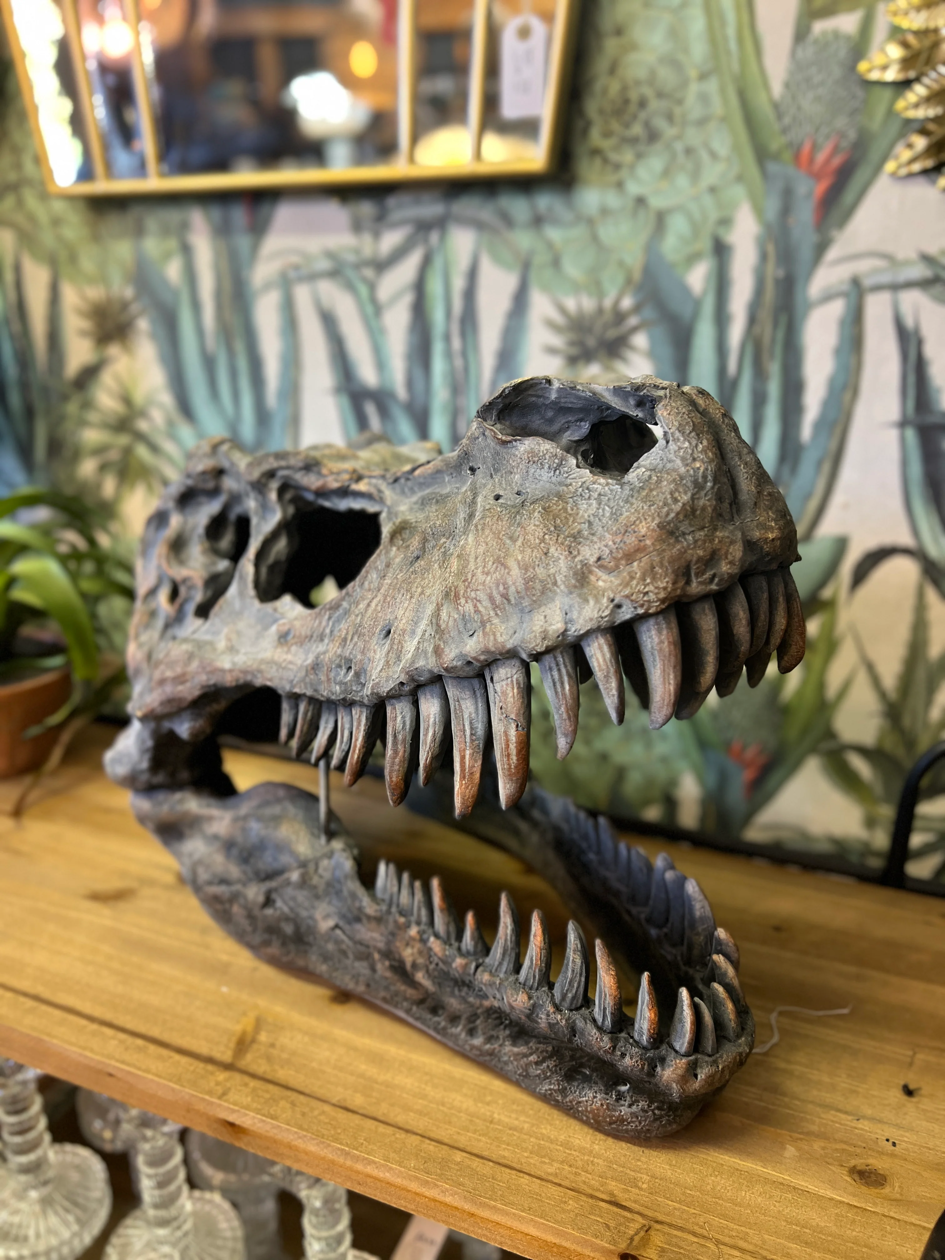 Large T-Rex Skull Wall Head -Back In Stock.