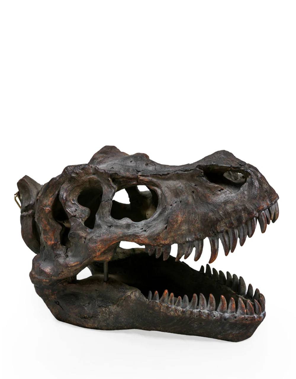 Large T-Rex Skull Wall Head -Back In Stock. - Image 2