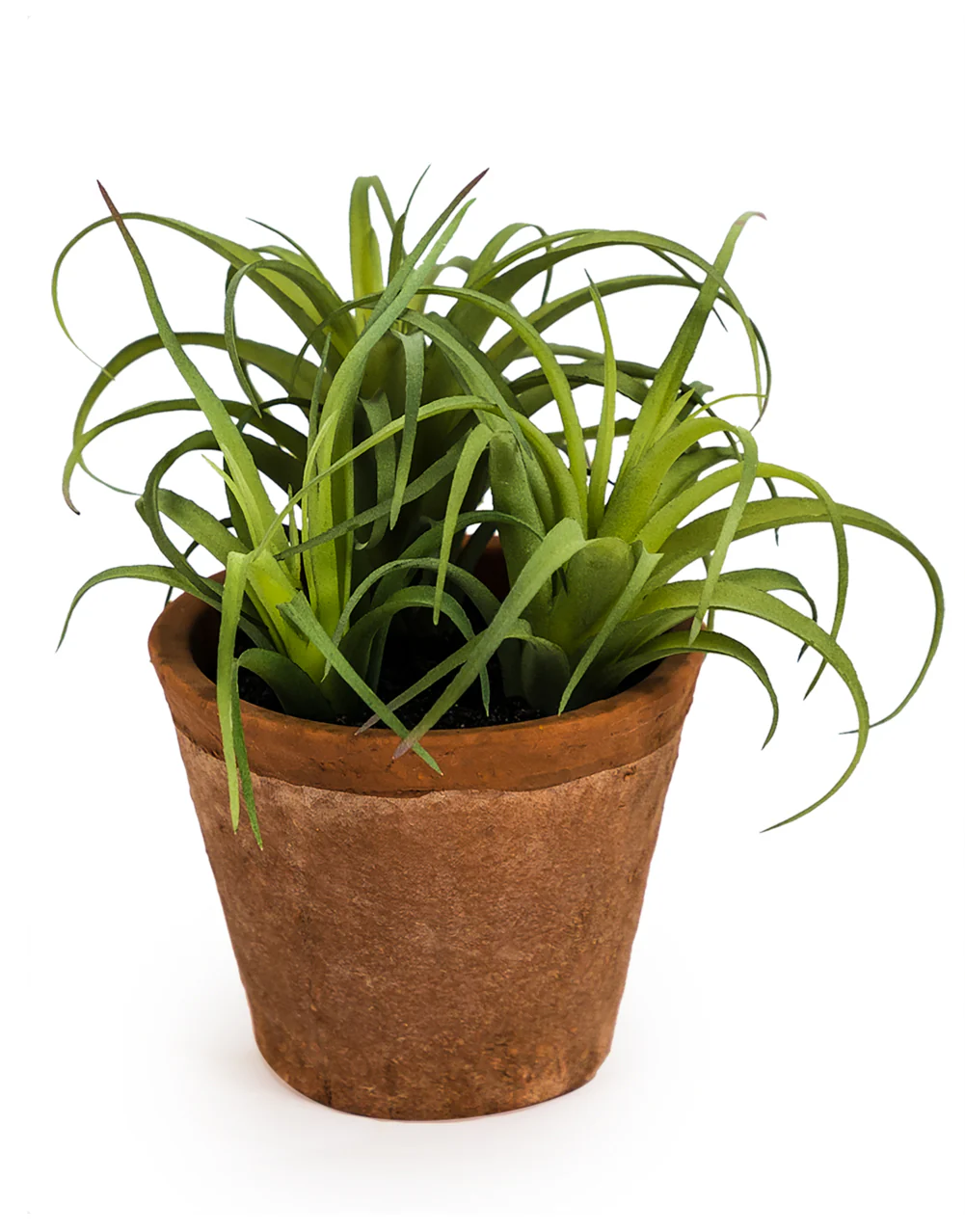 Ornamental Succulent in Terracotta Pot - Image 2