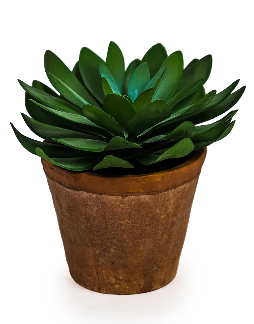 Ornamental Succulent in Terracotta Pot - Image 3