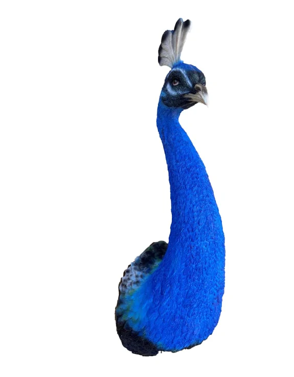 Peacock Head Wall Figure - Back In Stock - Image 3
