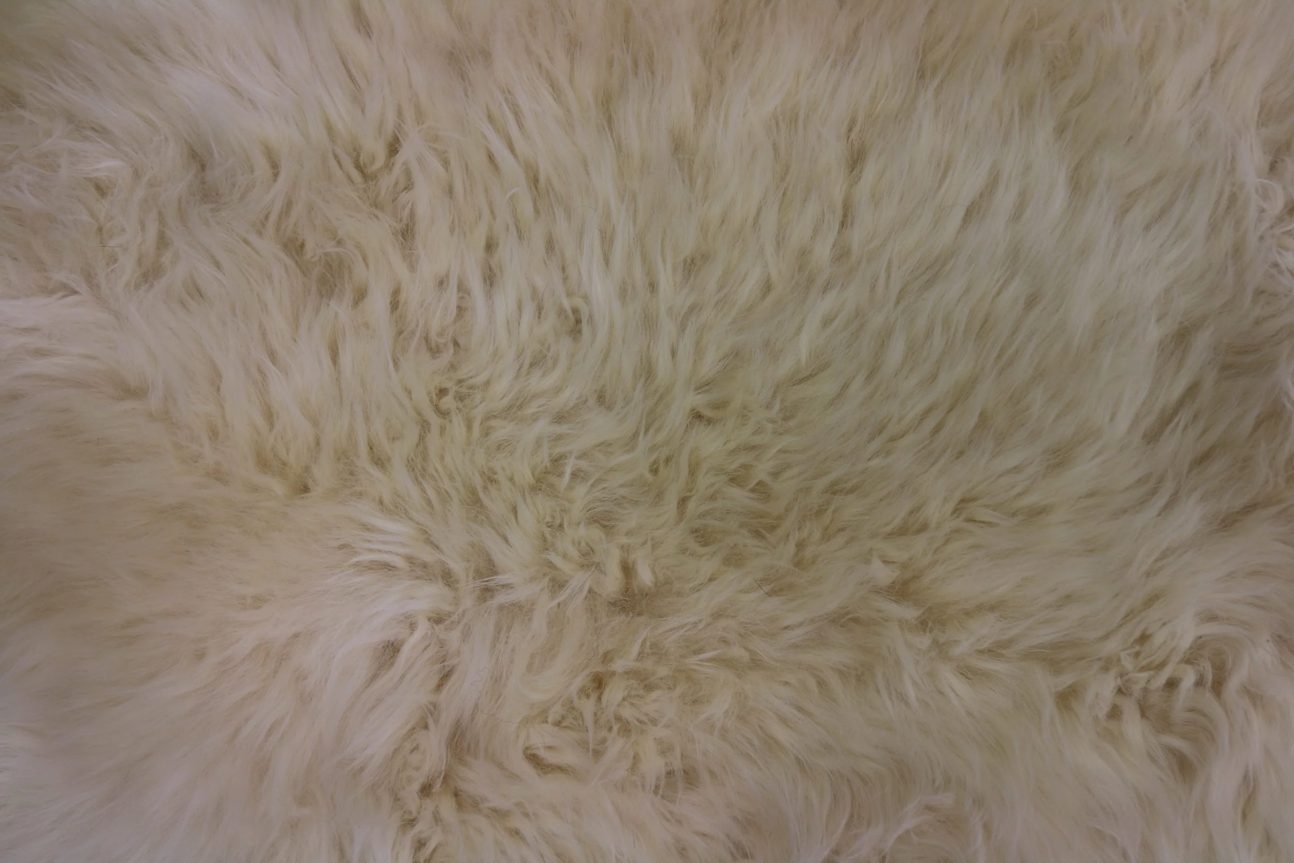 Sheepskin Single Champagne XL - Image 4
